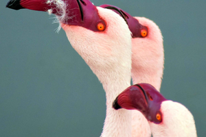 Verken Walvisbaai: ultieme dagtour voor vogelaars