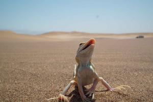 From Swakopmund: Living Dunes Experience