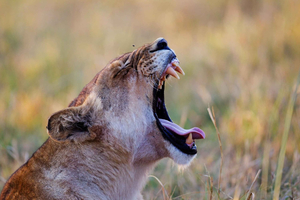 Desde Windhoek: safari de 5 días en Namibia con alojamiento y comidas