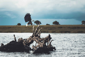 Katima Mulilo: Sunset Zambezi River Boat Safari