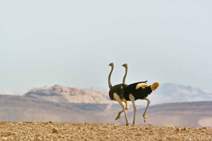 Namib Naukluft Park: paesaggi, montagne e fauna selvatica (tour di 1 giorno)