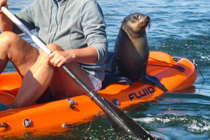 Walvis Bay: Kayaking Tour with Seals and Birdwatching