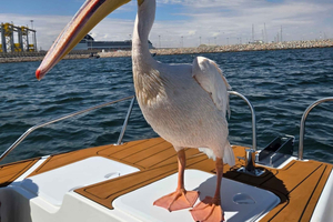 Walvis Bay Power Catamaran Cruise with Snacks and Drinks