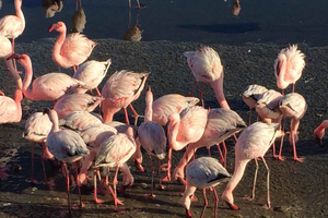 Walvis Bay: Private Tour with Swakopmund & Dune 7