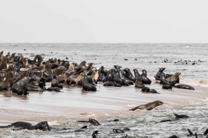 Walvis Bay: Scenic Catamaran Cruise with Refreshments