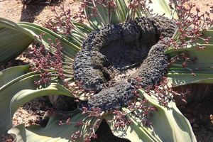 Welwitschia, Goanikontes Oasis & Moonlandscape Tour
