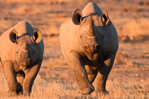 Windhoek Etosha Park 3-Day shared Safari Tour