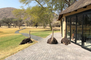 Windhoek: tour guiado por el Okapuka Game Ranch