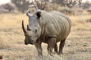 Windhoek: Okapuka Rhino Tracking & Wildlife Safari