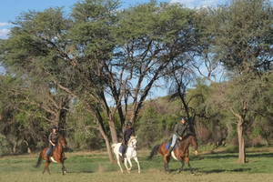 Windhoek: Sundowner Safari Horse Ride Half Day Tour
