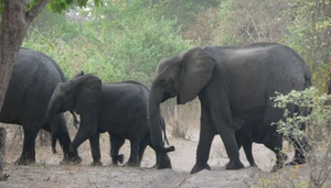 Mahango National Park