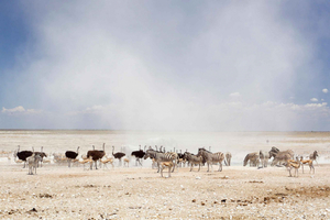 3 Days Etosha National Park Guided Experience