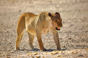 8 day Soss, Swakop, Twyfelfontein and Etosha NP Camping