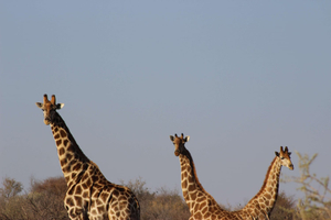 Auas Safari Lodge