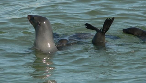 Cape Cross Seal Reserve