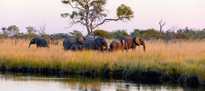 Capricorn Tours
