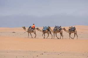 Desert Explorers