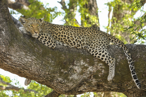 Erindi Game Reserve