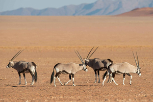 Etosha Private Safari Adventure (3 Days from Windhoek)