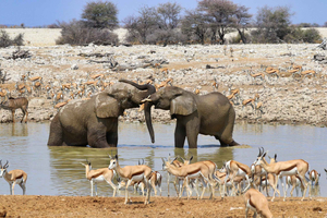 From Windhoek: Love of Africa 20-Day Guided Lodge Trip