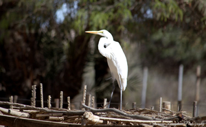 Goanikontes Oasis Rest Camp