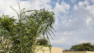 Hadassa Guest House