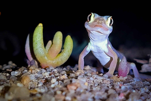 Namib Desert Night Walk