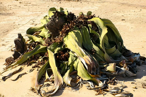 Swakopmund Moon Valley & Welwitschia Tour