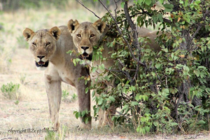 Safarihoek Lodge