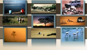 Turnstone Tours