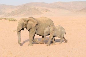 Windhoek: 4 Day Etosha National Park and Swakopmund Tour