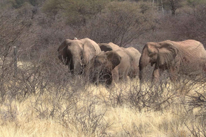 Windhoek: Elephant Tracking Tour with Hotel Pickup