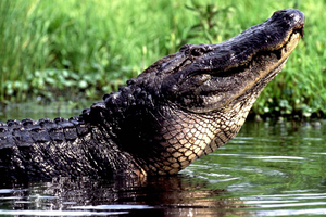 Nowy Orlean: Wycieczka po Bayou – przyroda i dzikie zwierzęta