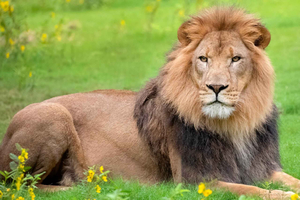 New Orleans: Audubon Zoo or Combo Ticket