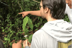 tour guidato di micologia, lezione sui funghi e workshop artistico