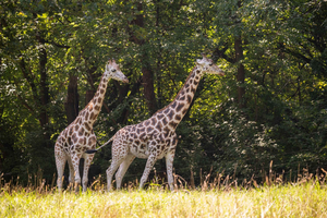 NYC: Bilet wstępu do zoo w Bronx