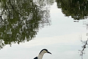 NYC: Fågelskådningstur för nybörjare i Central Park