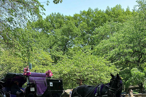 NYC Empire State Horse Carriage Ride in Central Park (45 minuten)