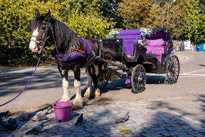 Privé ritjes met paardenkoets in Central Park