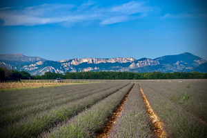 Bespoke Luxury Sightseeing Experiences