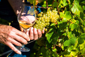 Snyggt: Bytur i Provence med vin- och produktprovning