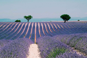 Privat dagsutflykt till Provence och lavendelfälten