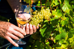 Provence Village Tour with Wine and Produce Tasting