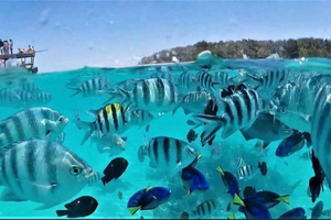 Zanzibar: Snorkelen op Mnemba Island en dolfijnentour