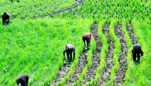 Agriculture in Nigeria