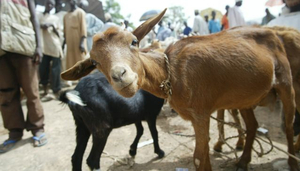 Shopping in Nigeria