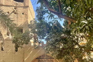 Al Hamra: tour guidato in bicicletta attraverso l'oasi e l'antica città di fango