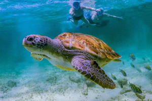 Snorkling vid Daymaniyat-öarna med picknicklunch