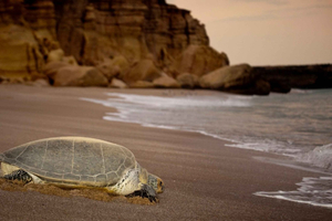 From Muscat: 4-Day Oman Highlights Tour
