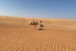 Vanuit Muscat: Wahiba Sands Zonsondergang met Woestijnkamp Diner